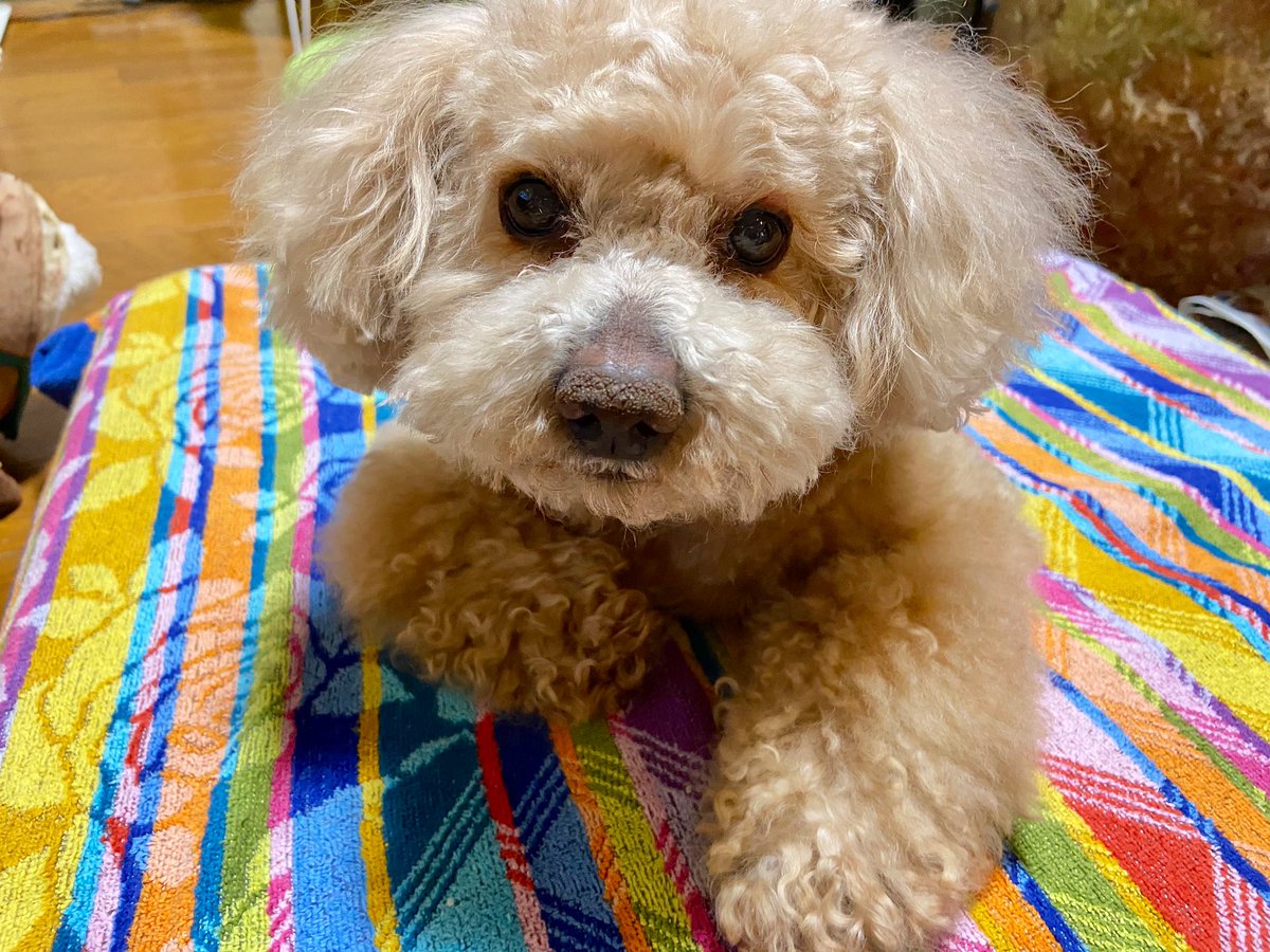choco_toypoo's tweet photo. 2ヶ月ぶりにさっぱりカット✂︎
#ちょこさん #トイプードル
#toypoodle #犬 #(ᐡ• ﻌ •ᐡ) https://t.co/Wz1M9hTY87