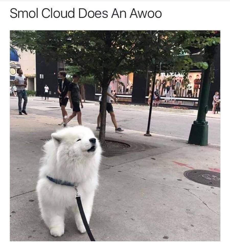 NakiMustafa28's tweet photo. Sharing a smol awoo https://t.co/z7ARlNECau