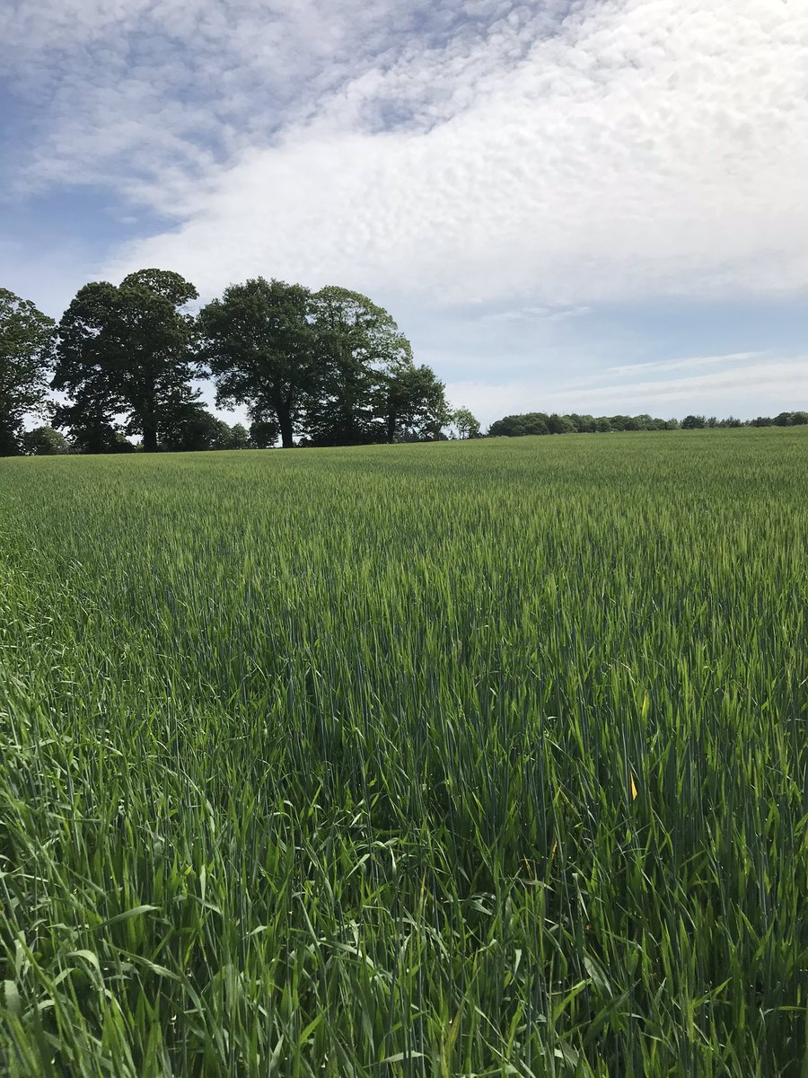 poissonkvin2's tweet photo. ⌛️... Épiaison en cours ... ⏳... Veuillez patientez ...⌛️
Orge de printemps planet https://t.co/RxXk3zrU06