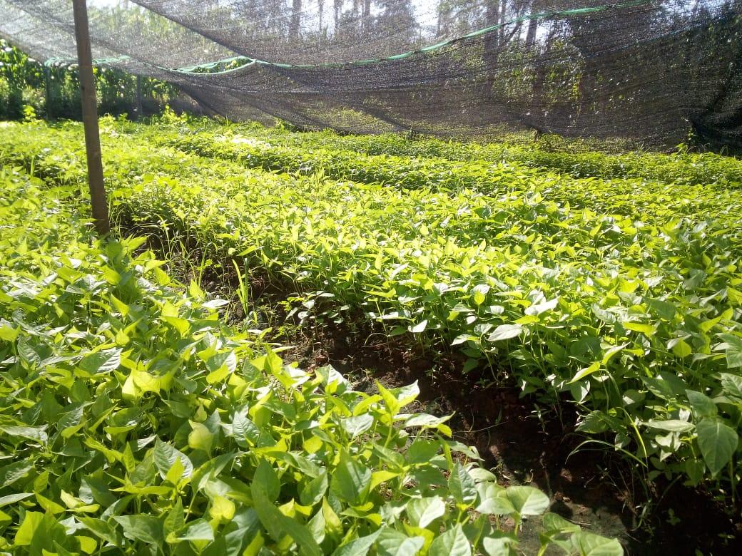 Indonesia adalah negara yang mempunyai  sumber daya alam yang melimpah baik dari segi perekonomia.n ,industri dan lain lain,negara yang mempunyai kekayaan yang melimpah.
Day .menko pertanian.