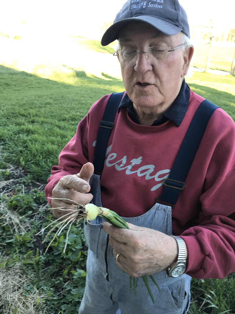 Larry harvesting Winter onion crop!