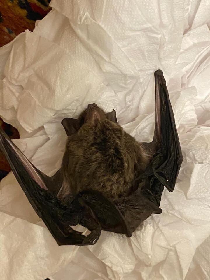 Dantinhas's tweet photo. O morcego estava obeso e morto em cima de uma poça de sangue gente. Obeso de tanto sangue que sugou da virilha do garoto. Um morcego obeso na sua cama, já imaginou? https://t.co/8FzRLEzDXp
