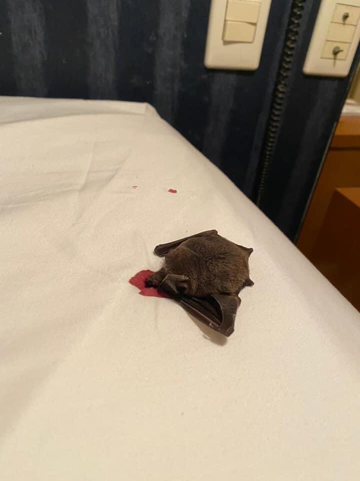 Dantinhas's tweet photo. O morcego estava obeso e morto em cima de uma poça de sangue gente. Obeso de tanto sangue que sugou da virilha do garoto. Um morcego obeso na sua cama, já imaginou? https://t.co/8FzRLEzDXp