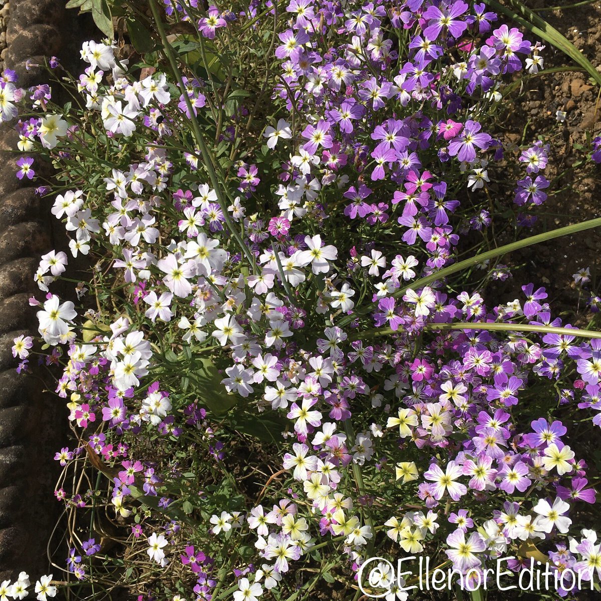 EllenorEdition's tweet photo. #Flowers make me happy 🌼🌸 https://t.co/2kpY4EcTTb