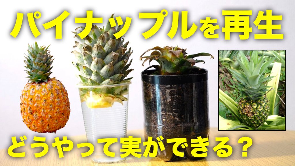 宮崎大輔 おうち野菜づくり Youtube更新 パイナップルの実がどうやってできるのか知っていますか 中米パナマで露地栽培した写真を紹介しています 再生野菜 パイナップルを再生栽培で育てる方法と日本で栽培する注意点 リボベジ T Co 宮崎大輔 おうち野菜づくり Youtube更新 パイナップルの実がどうやってできるのか知っていますか 中米パナマで露地栽培した写真を紹介しています 再生野菜 パイナップルを再生栽培で育てる方法と日本で栽培する注意点 リボベジ T Co