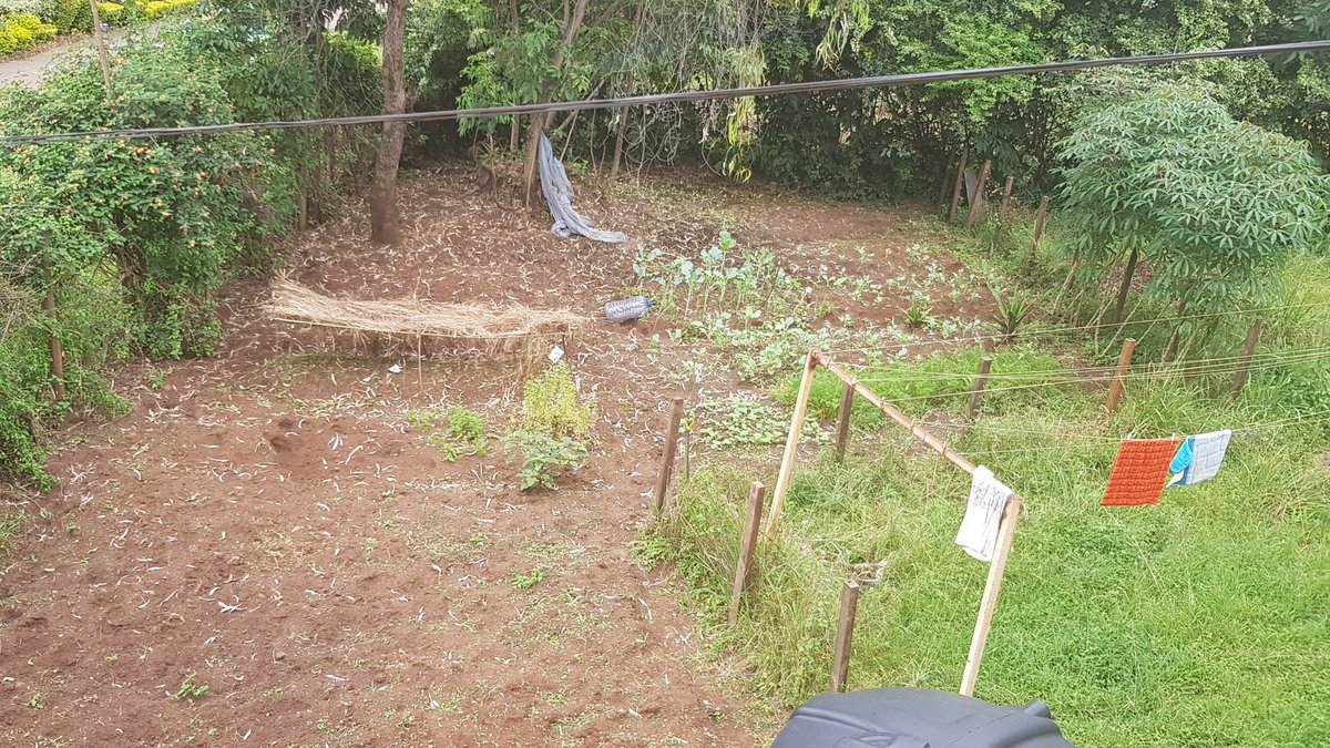 FibianLukalo's tweet photo. Second year my neighbour is working on #urbanfarming the harvest of vegetablesblow due to birds foraging. Cassava grows well. https://t.co/xf9zt4udBu