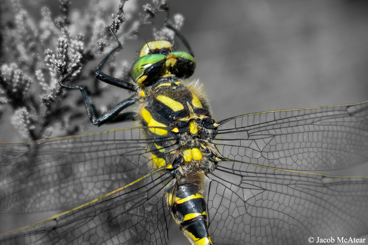 JacobMcAtear's tweet image. &quot;Its eyes, like a pair of chic shades, are a mesmerising tone of metallic mint; and its intricately-veined wings, of which there are four, are held out perpendicular to the body, harnessing, like solar panels, the sun’s plentiful supply of energy.&quot;

#NatureWriting #SolaceInNature