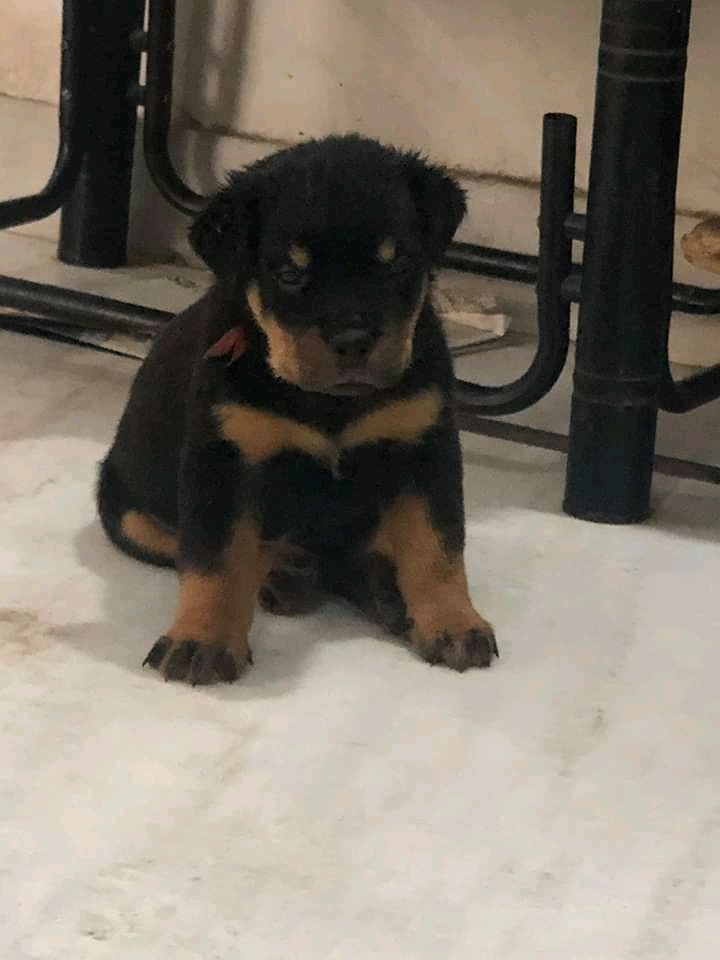 PremMankani's tweet photo. PET STOP CAFE
Top quality puppy Rottweiler
#sale #purchase #pup #puppies #dog #DogsofTwittter #rott #petstopcafe https://t.co/3m4CGFWIZn