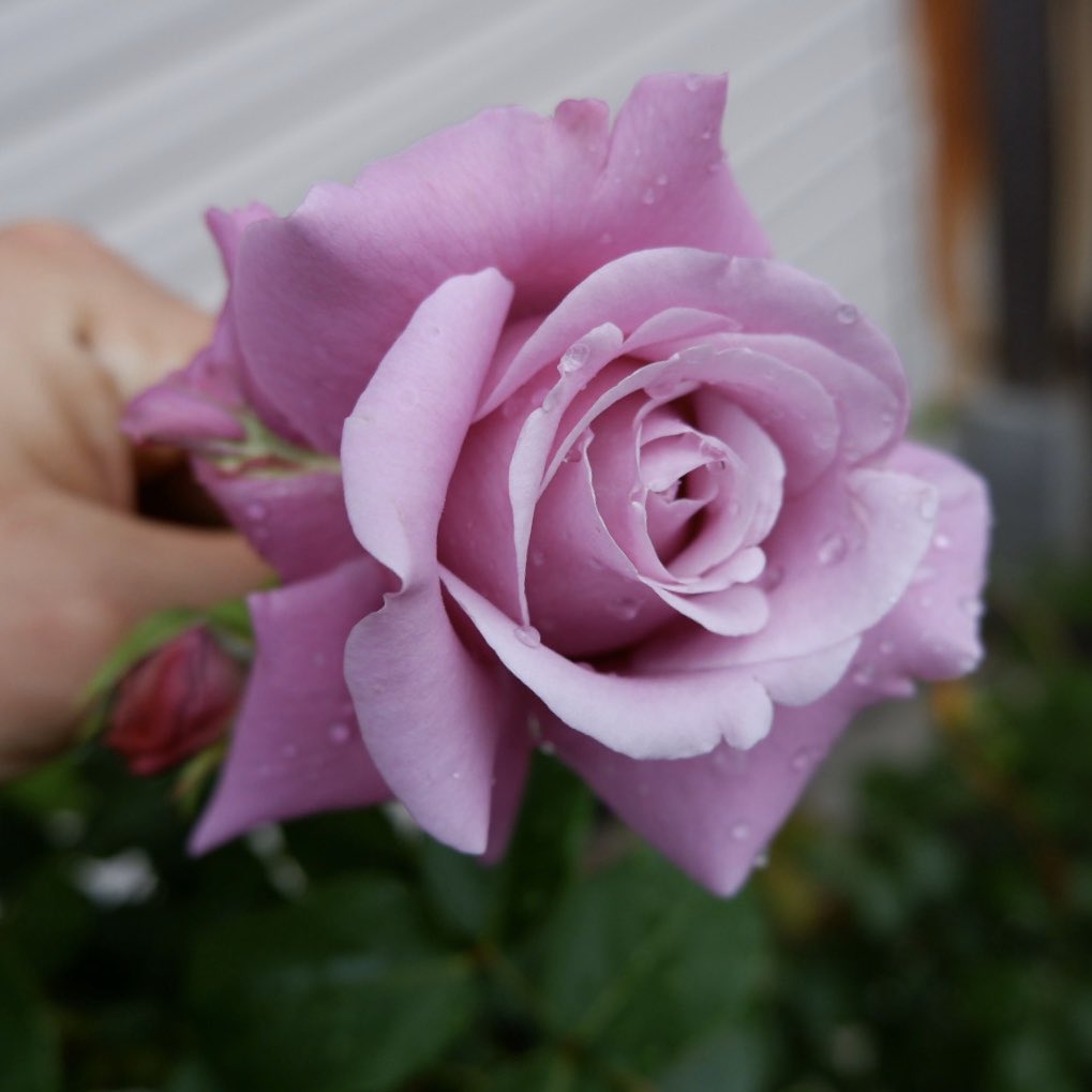 シャルルドゴール Trsene V Twitter