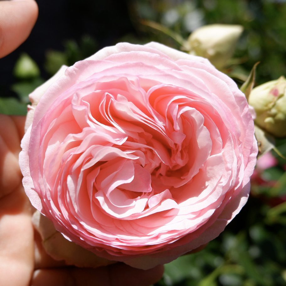 シャルルドゴール Trsene V Twitter