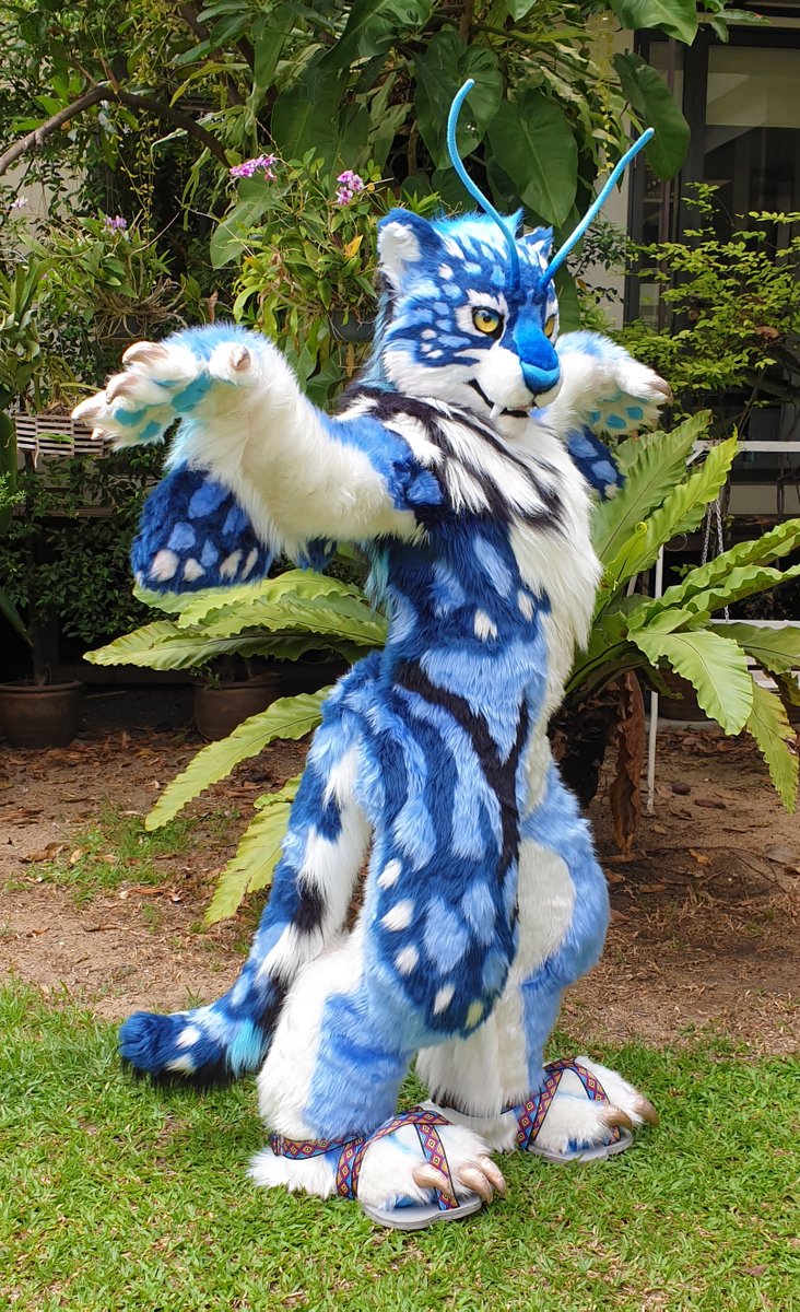 Crowvy Please Help Me Retweet This Blue Tiger Butterfly Fursuit Looking For Loving And Caring Home 青い虎蝶 着ぐるみ販売開始 This Is Not An Auction Available For Crowvy Please Help Me Retweet This Blue Tiger Butterfly Fursuit Looking For Loving And Caring Home 青い虎蝶 着ぐるみ販売開始 This Is Not An Auction Available For