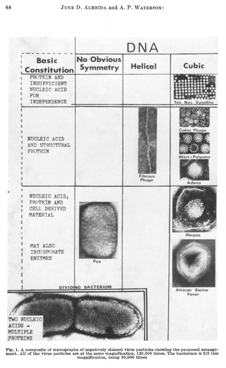 eszter_cs's tweet photo. Got something even better. A review of morphological classification of viruses from 1970.
Stability in ether is conferred by not having an envelope (membrane).
#oldpapers
https://t.co/mfP78B0YQA https://t.co/zUFxGDyKcR