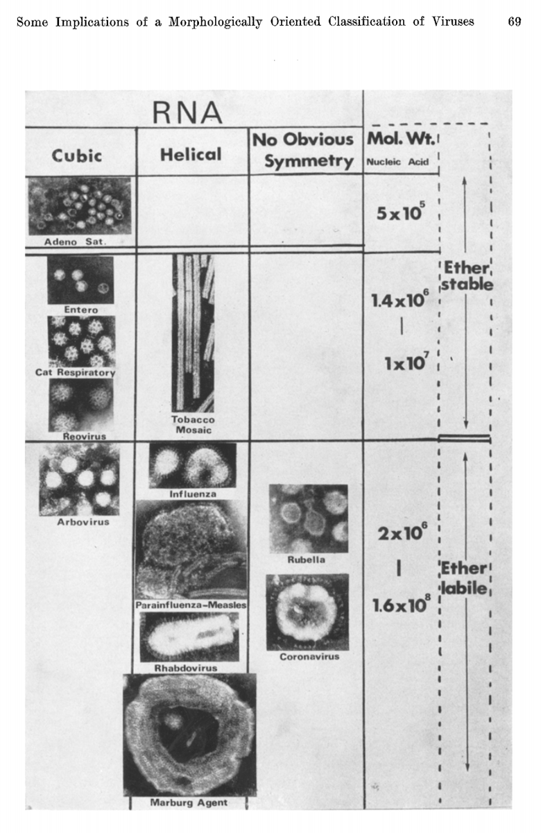 eszter_cs's tweet photo. Got something even better. A review of morphological classification of viruses from 1970.
Stability in ether is conferred by not having an envelope (membrane).
#oldpapers
https://t.co/mfP78B0YQA https://t.co/zUFxGDyKcR