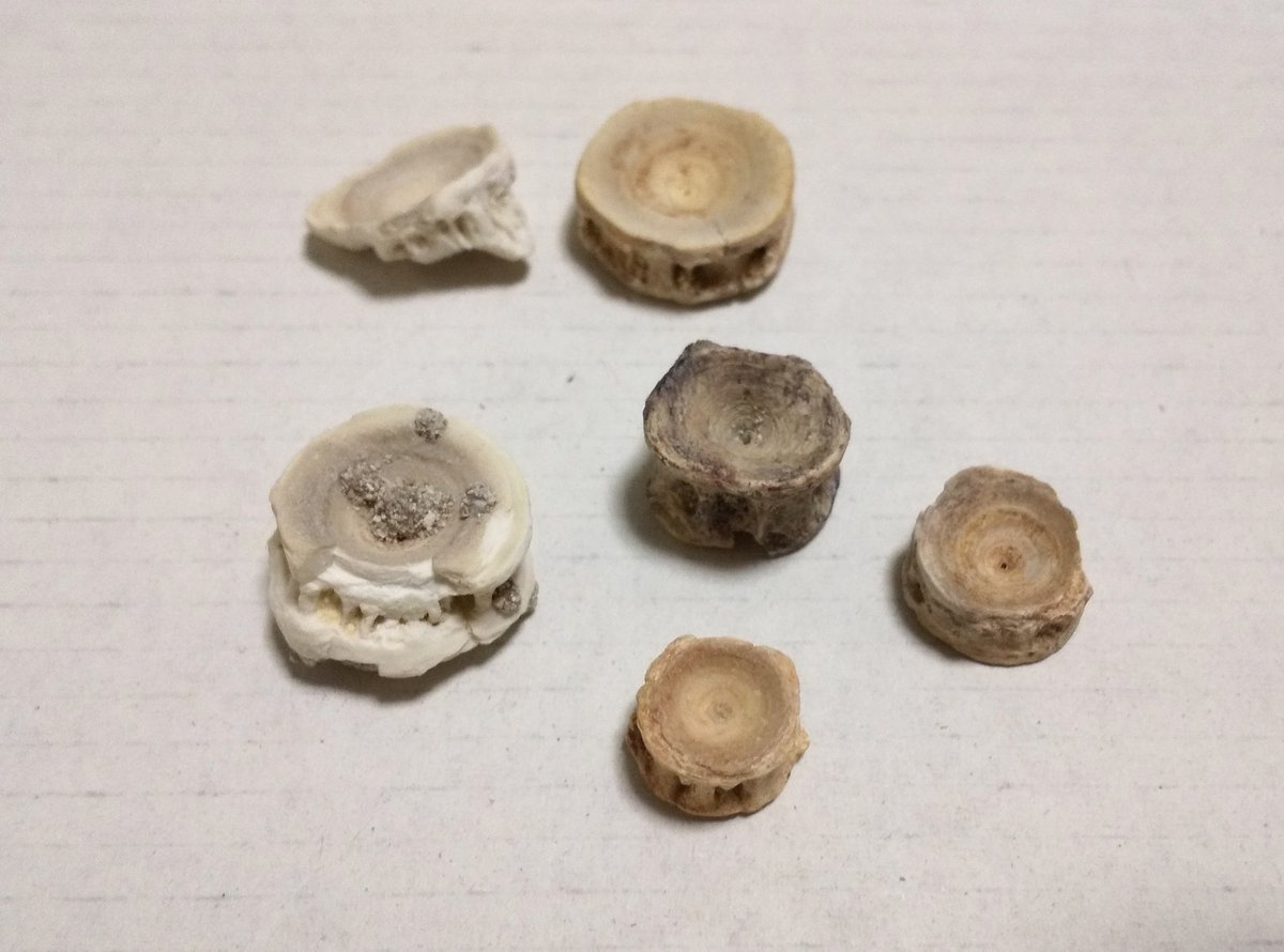 800年前のサメの背骨の化石 800年前のサメの背骨の化石