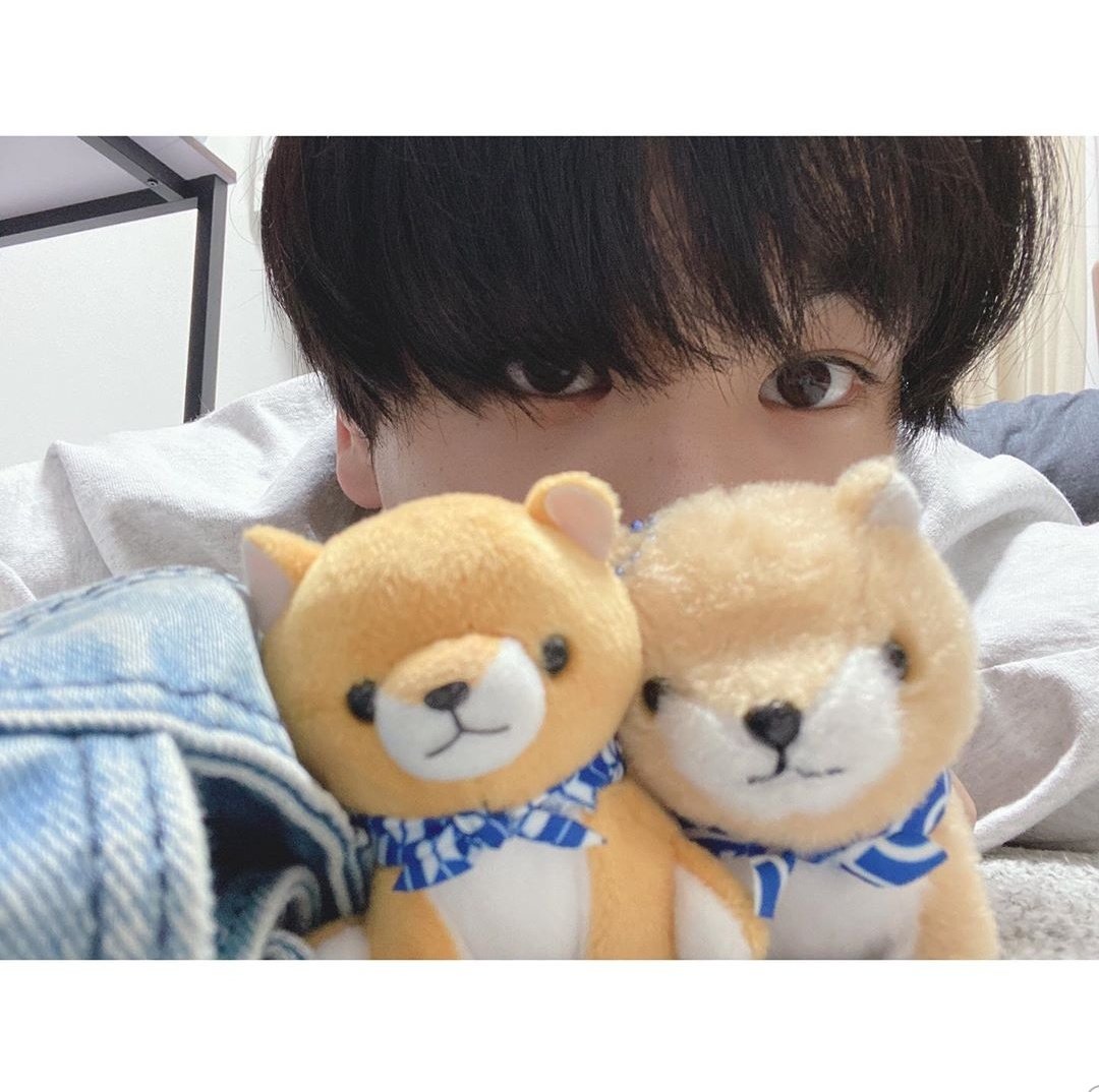 名前 Nikko Nightroutine Jam Mameshiba Sankyoudai 豆柴三兄弟 The Three Mameshiba Siblings Is A Character Lineup From Amufun Toy Maker Consists Of Mametarou 1st Son Mamejiro 2nd Son Mamesaburou 3rd