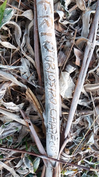 Ver imagem no Twitter