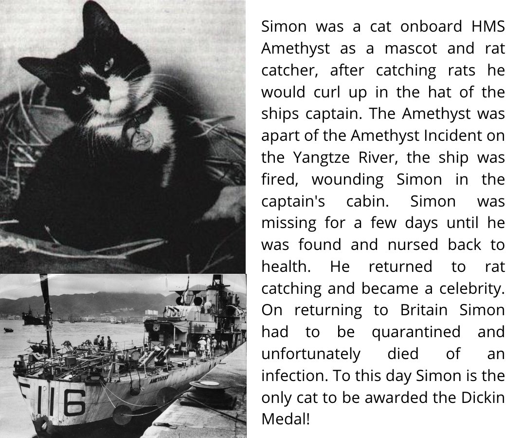 NAWT_updates's tweet photo. Simon was most definitely a cool cat. 😎😺 #VEDay https://t.co/fYG15iYtFZ