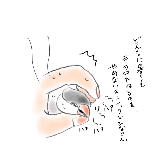 どんなに暑くても手の中で寝るのを諦めない、ひなさん。 
