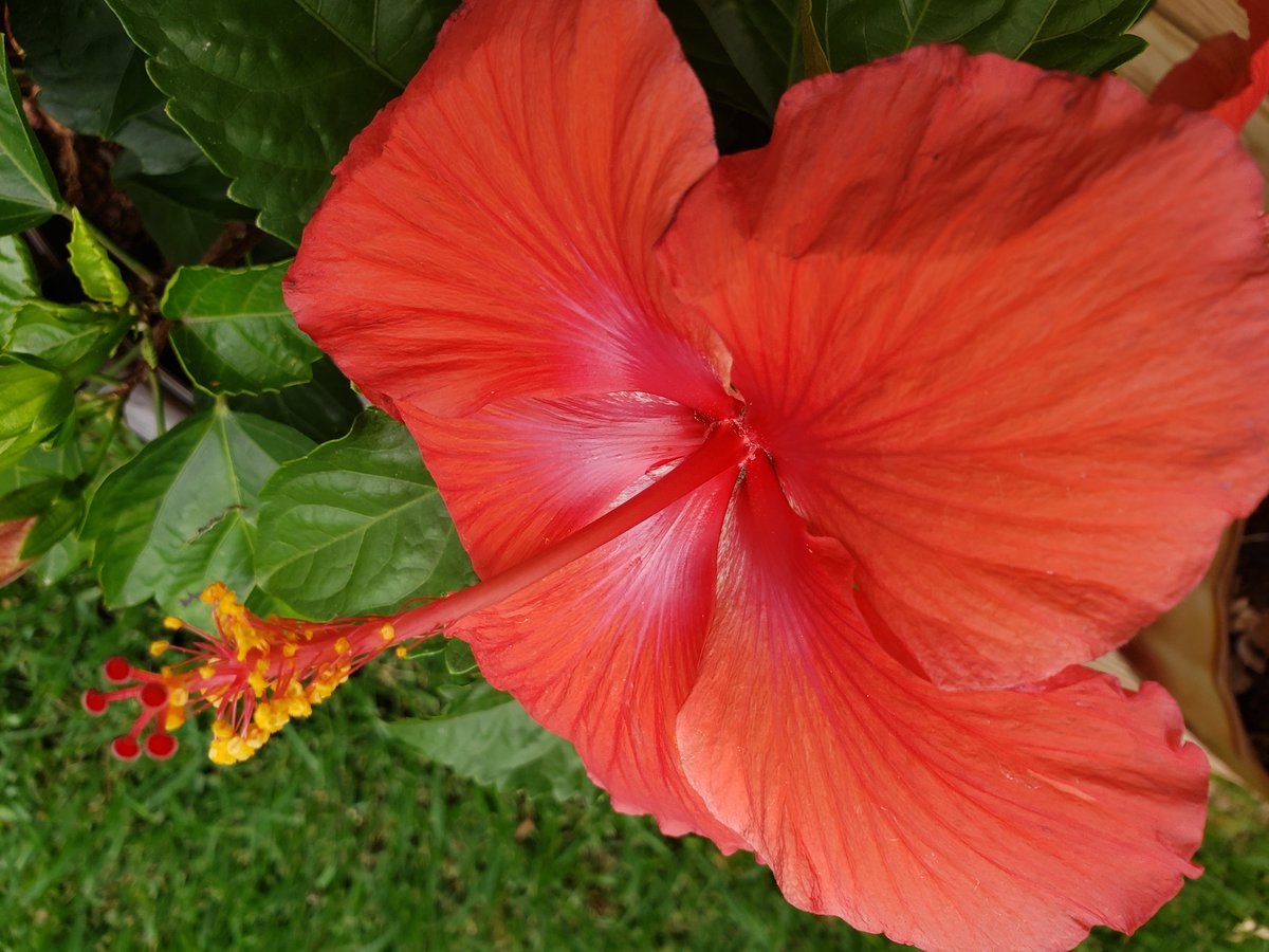 Our hibiscus made it through that wind storm last night. That was some wild wind! #Texas #Storm