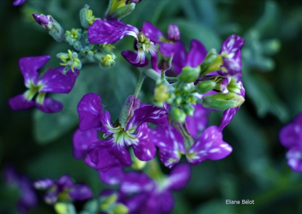 Hello. Avant la fin du #confinement, florilège de #fleurs. Aujourd'hui ce sera #couleur #mauve. Pendant cette période folle, dame #nature m'a donné de belles choses à voir, dans la ville. Protégeons la !
#floweroftheday