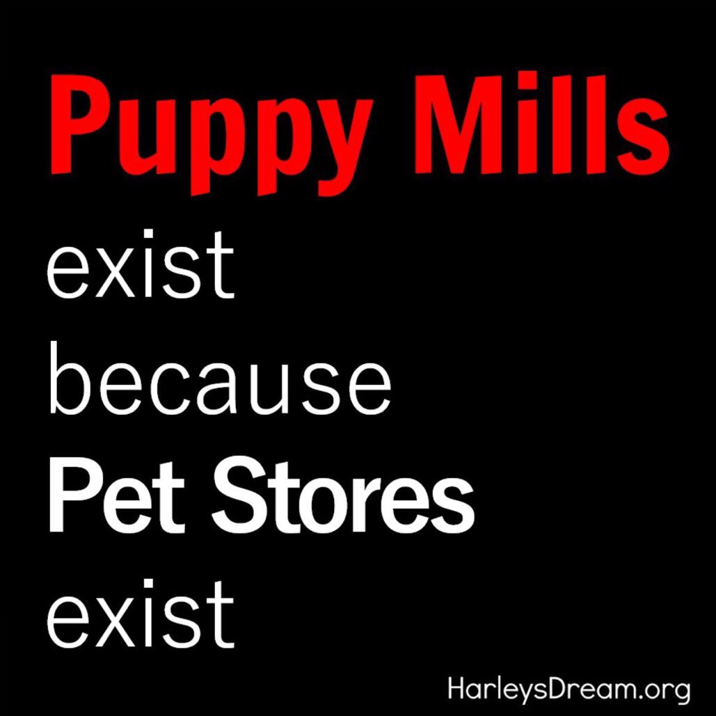 Harleys_Dream's tweet photo. DO NOT patronize #petstores that sell puppies and kittens. DO NOT support the cruel #puppymill industry! https://t.co/5xhgsFtXfe https://t.co/y0URg4EIPe