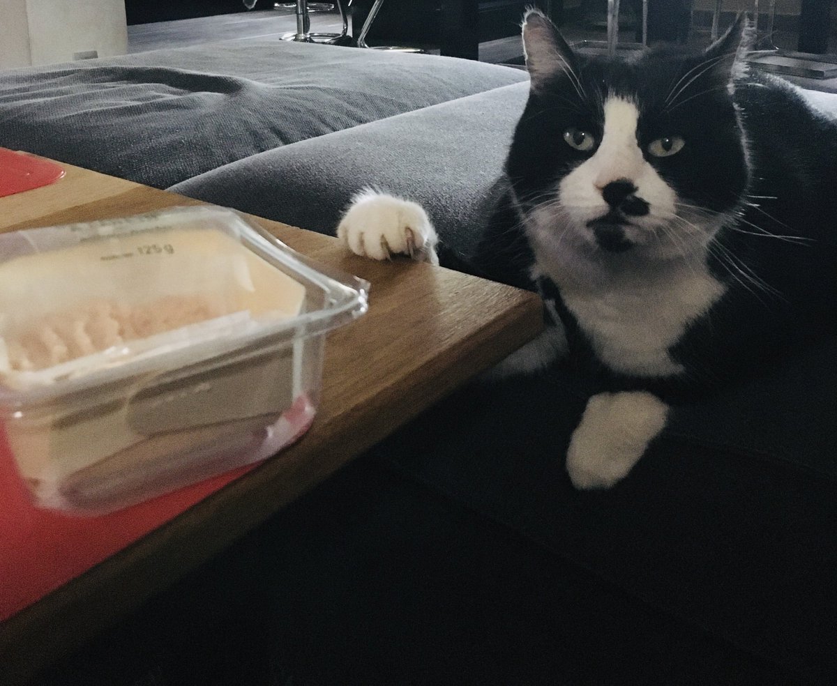 MoustacheFu's tweet photo. S’il te plaît donne moi un peu de ces rillettes de thon 😽 https://t.co/7ORb3rIzev