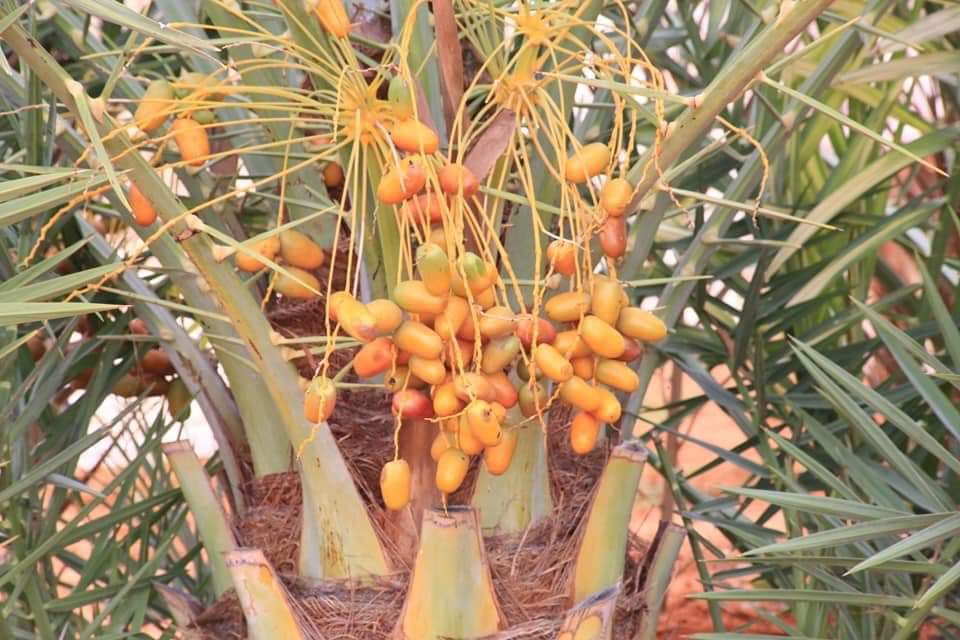 ceelhuuronline's tweet photo. #Timir ka baxaysa Beer ku taal deegaanka #XaarXaar duleedka #Gaalkacyo.
#Galmudug
#Somalia
#RETWEEET
#love https://t.co/iVHpRCYeNu