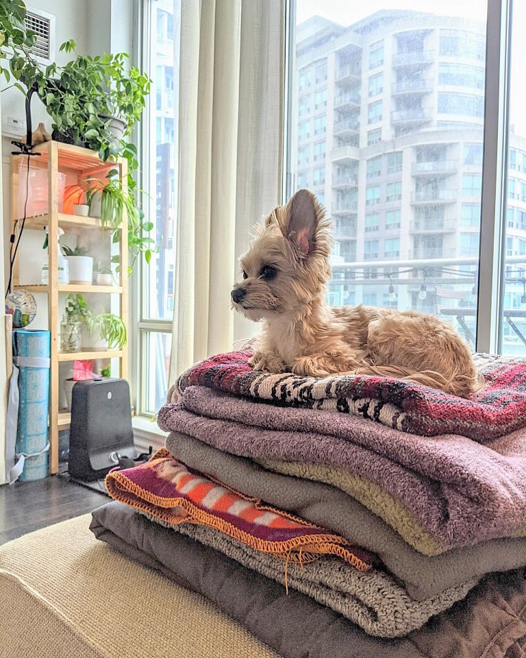 King of the castle 🏰 
📸 @mkshft 
.
.
.
.
.
.
.
.
#toronto #pomapoo #quarantine #ontario #dogsofinstagram #condo #citylife #citydog #cute #comfy #nap #puppy #instagood #stayhome #canada #doggo #torontoinsta #waititout