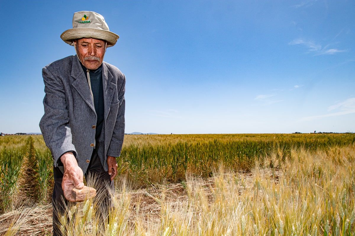 CropTrust's tweet photo. Initial results coming from @ICARDA indicate that CWR-derived lines of durum wheat are performing better than currently available commercial varieties in terms of both yields & quality.
https://t.co/EqZsX1Go3k
#CTAR2019 #annualreport #croptrust #cropconservation @CropWildRelativ https://t.co/onQgGQx32A
