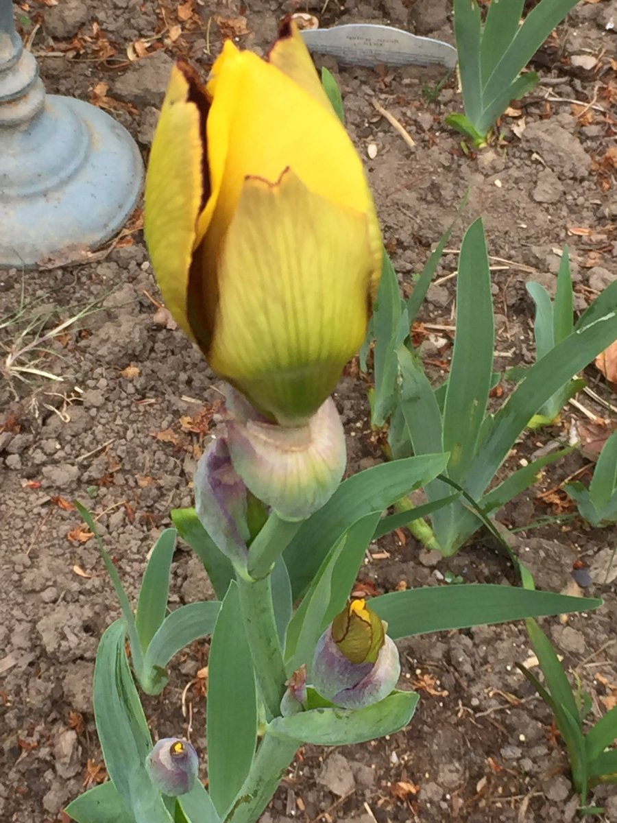 ValHindmarsh's tweet image. I hope you think it worth the wait. Bearded iris in all her finery captured at 9, 10, 11 &amp;amp; 12 today! Sorry, don’t know botanical name #changeovertime #watchingnatureevolve #gardeningjoy