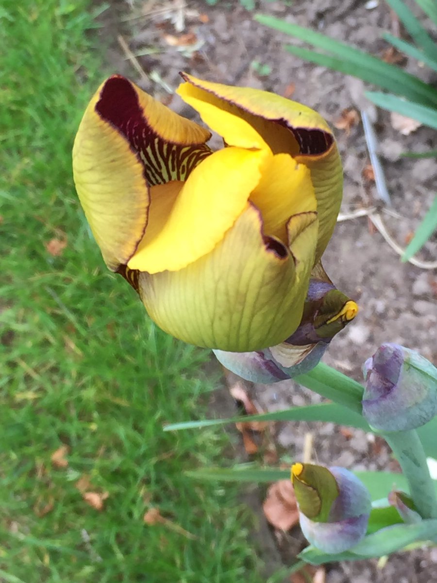 ValHindmarsh's tweet image. I hope you think it worth the wait. Bearded iris in all her finery captured at 9, 10, 11 &amp;amp; 12 today! Sorry, don’t know botanical name #changeovertime #watchingnatureevolve #gardeningjoy