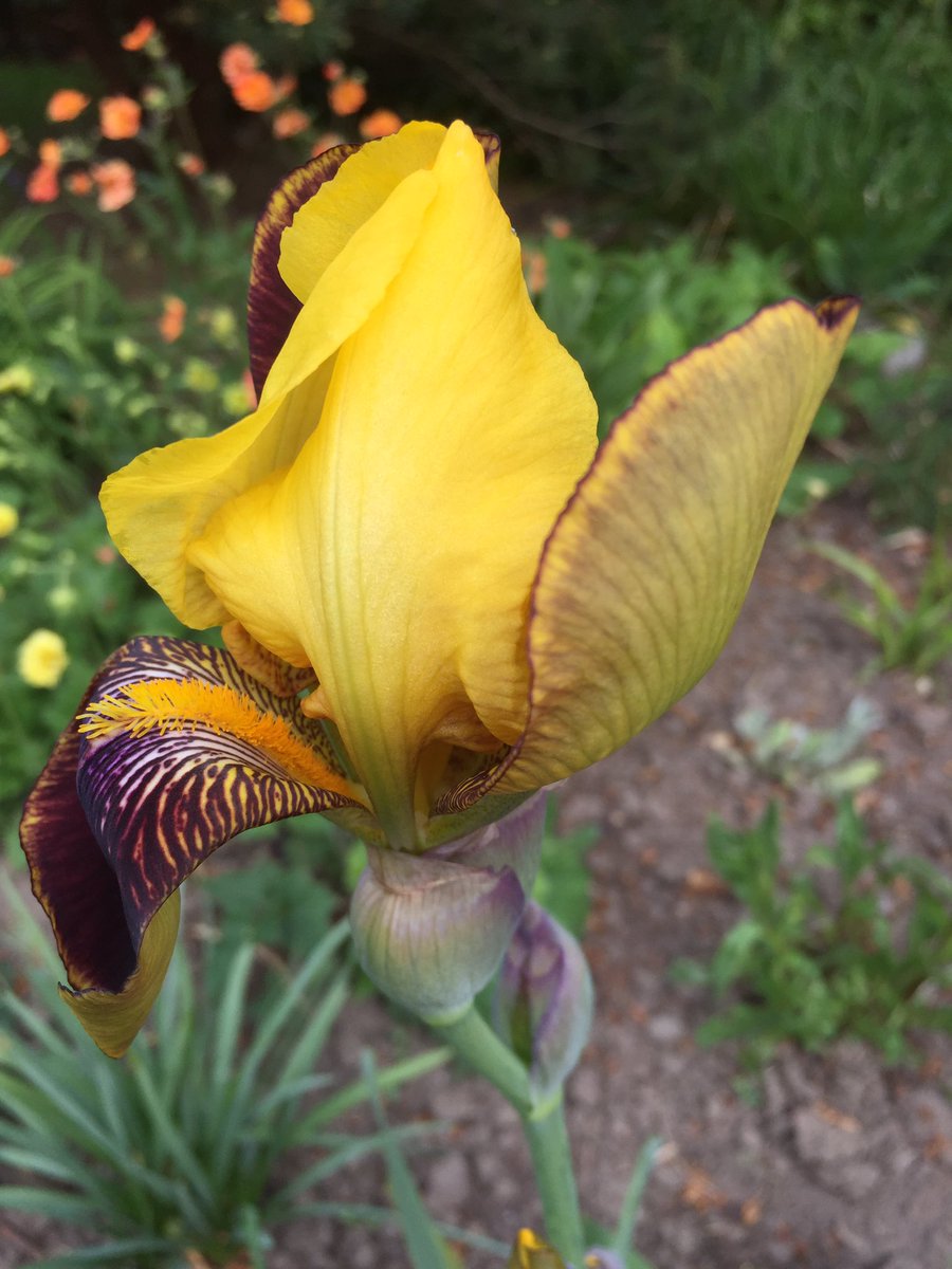 ValHindmarsh's tweet image. I hope you think it worth the wait. Bearded iris in all her finery captured at 9, 10, 11 &amp;amp; 12 today! Sorry, don’t know botanical name #changeovertime #watchingnatureevolve #gardeningjoy
