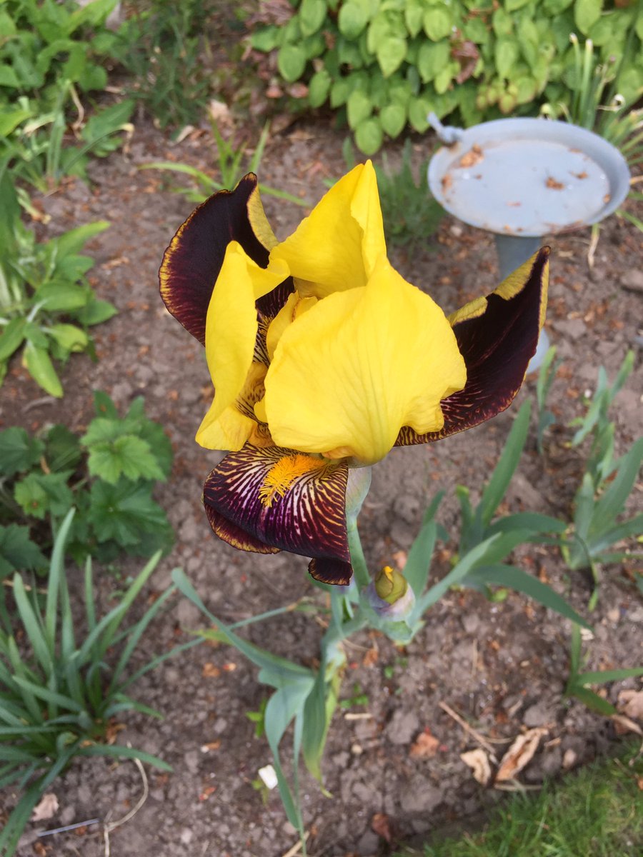 ValHindmarsh's tweet image. I hope you think it worth the wait. Bearded iris in all her finery captured at 9, 10, 11 &amp;amp; 12 today! Sorry, don’t know botanical name #changeovertime #watchingnatureevolve #gardeningjoy