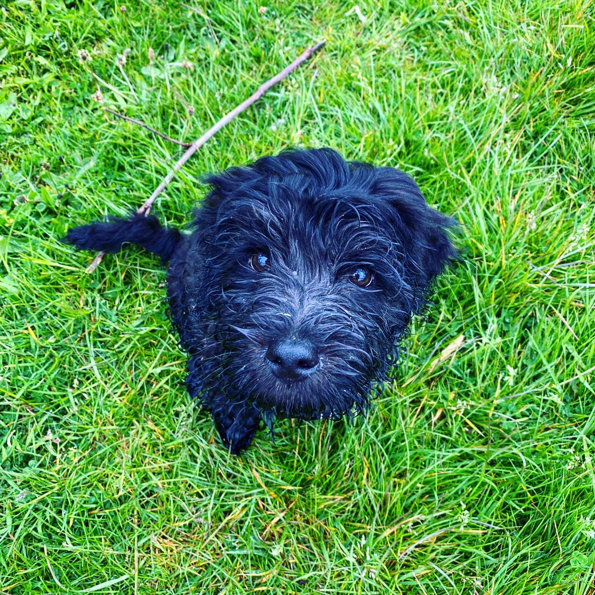 Fashoundpets's tweet photo. Teddy went on his first walk today! Cute little pup!

#fashound 

#doggy #dog #doglife #happy #puppy #puppylove #firstwalk #spaniel #doglove #dogs #ukpetstore #petstore #cockerspaniel #instadog #dogstagram https://t.co/MM8OIKargh