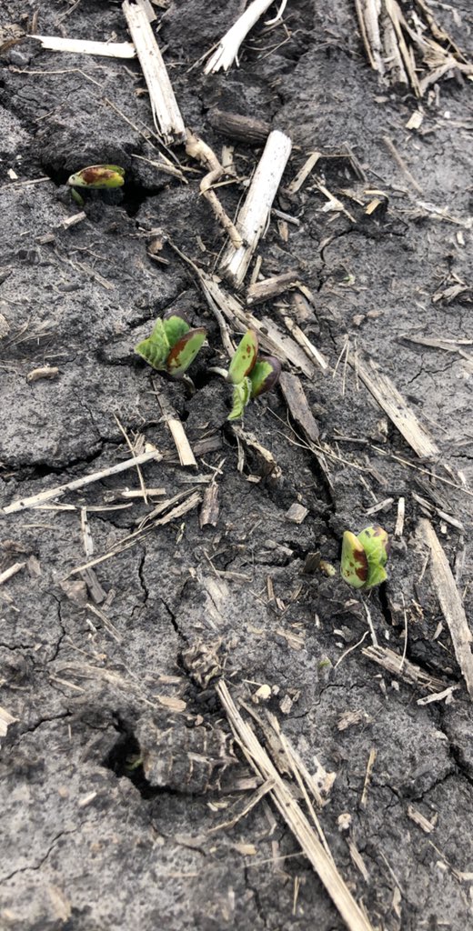 ilsoilnerd's tweet photo. April 8th planted beans here in West Central Illinois. Praying 🙏🏻 for no frost this evening. #highyieldpotential #nofrostbite🥶 https://t.co/iitiN9LAEC