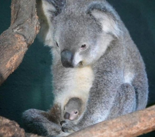 حيوان الكوالا كيوت كوالا