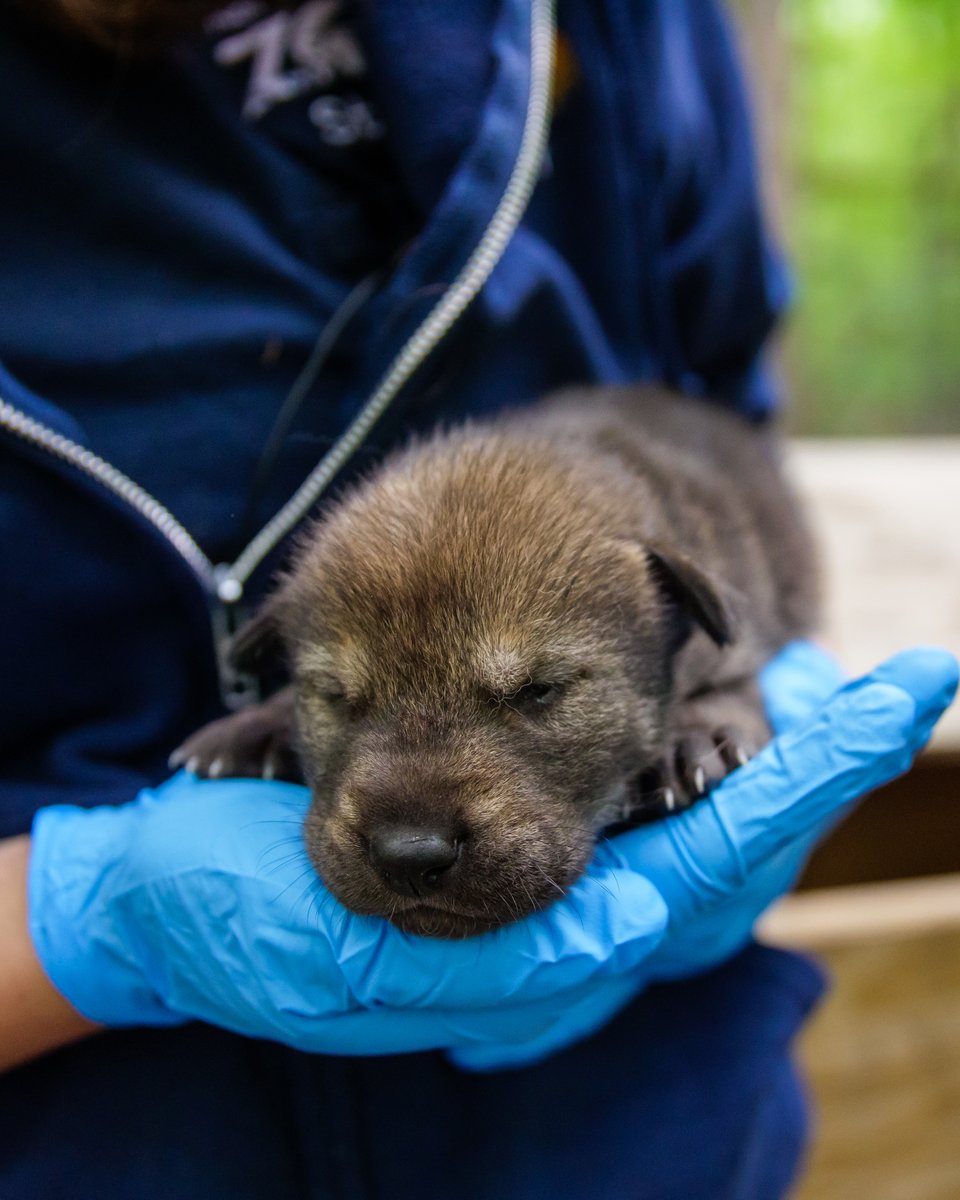 NCZoo's tweet photo. We're thrilled to announce the birth of 5 American red wolves as part of our red wolf breeding program! Born April 21st, the pups &amp; their mother are all healthy &amp; doing well. 

With only 15-20 red wolves in the wild, only in NC, they're the most endangered canid in the world. https://t.co/SoUqRj47LV