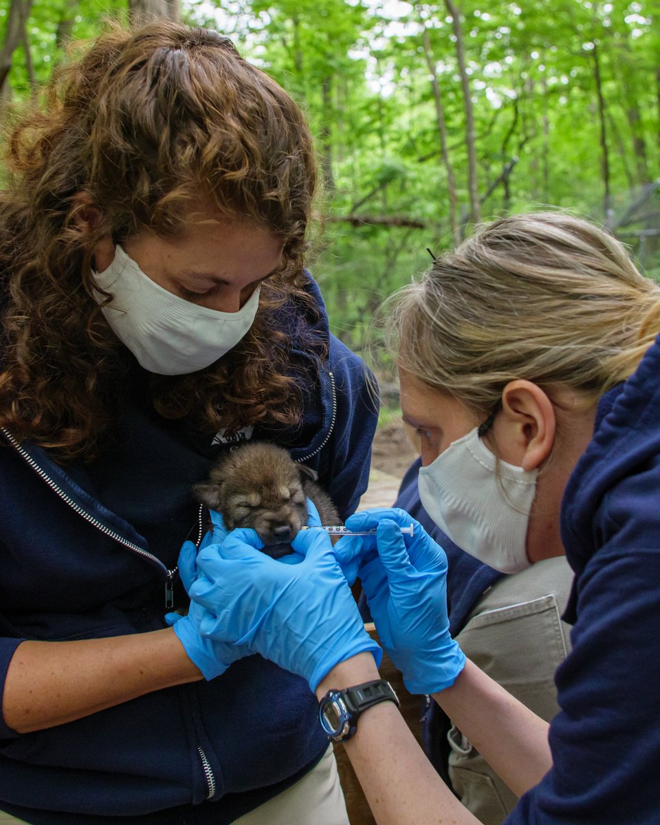 NCZoo's tweet photo. We're thrilled to announce the birth of 5 American red wolves as part of our red wolf breeding program! Born April 21st, the pups &amp; their mother are all healthy &amp; doing well. 

With only 15-20 red wolves in the wild, only in NC, they're the most endangered canid in the world. https://t.co/SoUqRj47LV