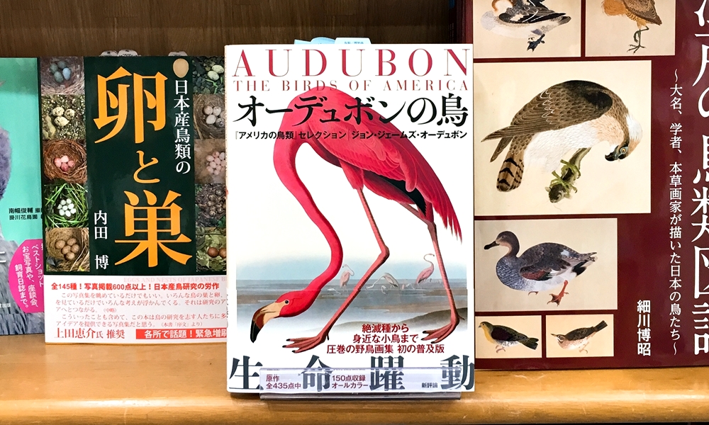 【リトグラフ】オーデュボン「アメリカの鳥類」NO.36 PL.179 単葉 初版 オ－デュボンの鳥 / オーデュボン，ジョン・ジェームズ【著