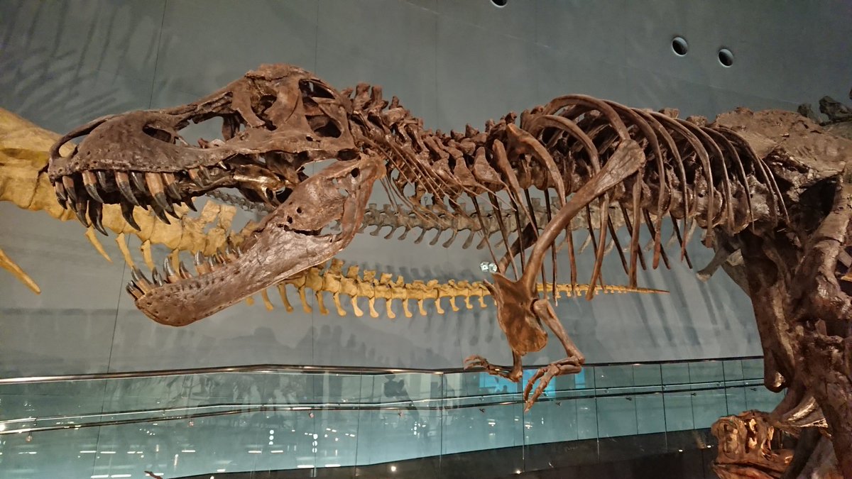 さとし工房 Ar Twitter 金曜日だから化石貼る Fossilfriday プレヒストリックパーク Prehistoricpark プレヒストリックパークのイラスト完成記念に本編に登場した生物たち ティラノサウルス 福井県立恐竜博物館 ケナガマンモス 日本科学未来館 サーベルタイガー