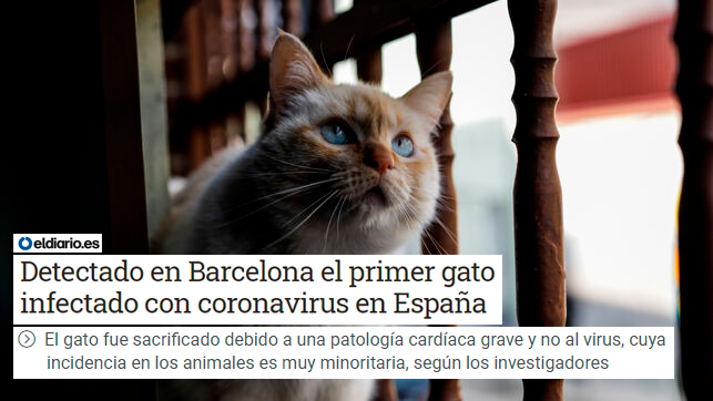 AnimalesGob's tweet photo. El Gato positivo en COVID-19 en Barcelona no ha muerto por consecuencia de dicha enfermedad.
https://t.co/Nhv0HIq5my

(HILO) 👇 https://t.co/DTNdA6R17G