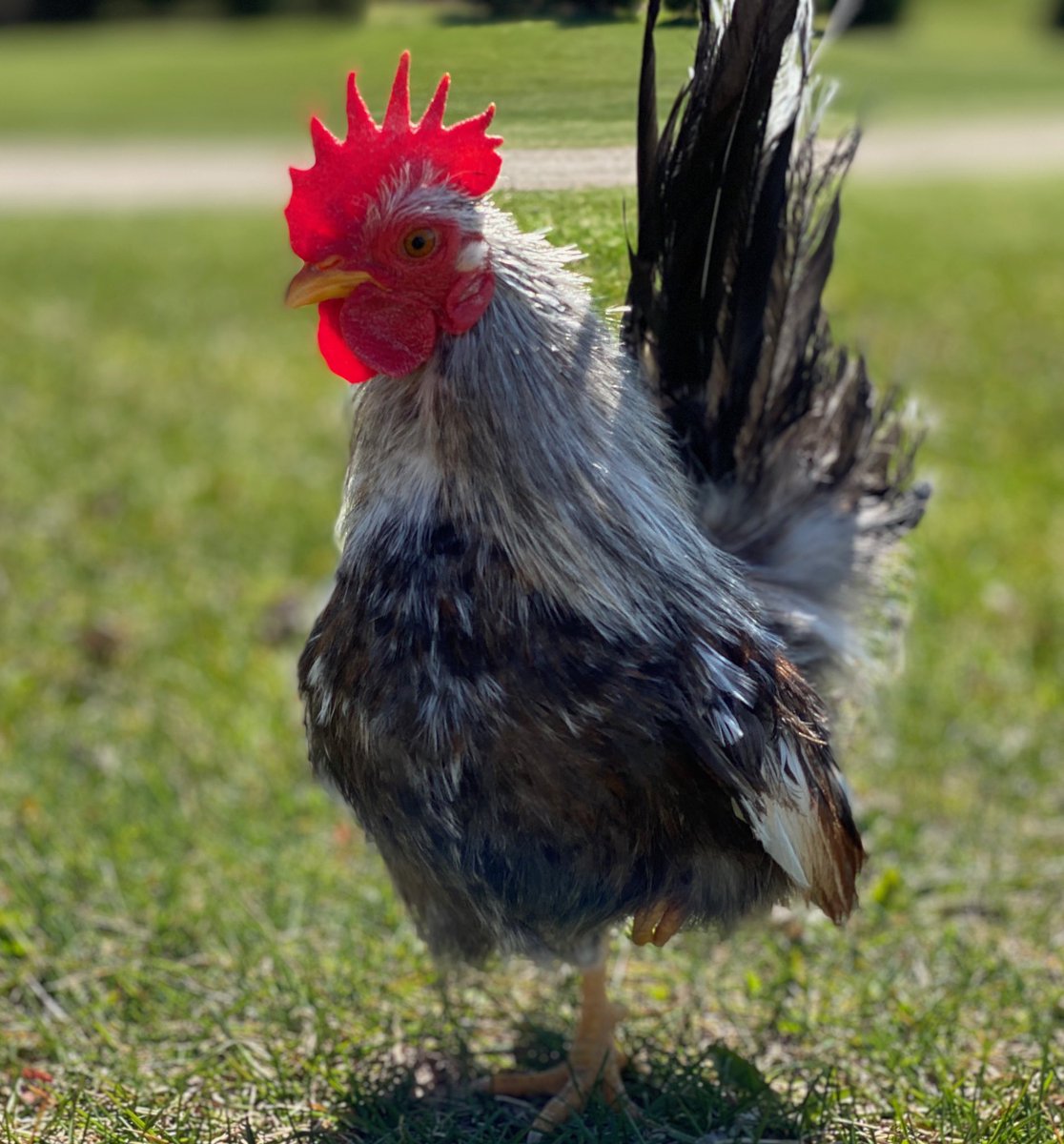 mypetchicken's tweet photo. That look when you realize all the stores are closed because of quarantine and itβs too late to mail order a Motherβs Day gift for your wife. π³ π· #mothersday #mypetchickenofficial #tooster #serama #oops #toolate #chickens #backyardchickens #pet https://t.co/5yPtJpyE0w