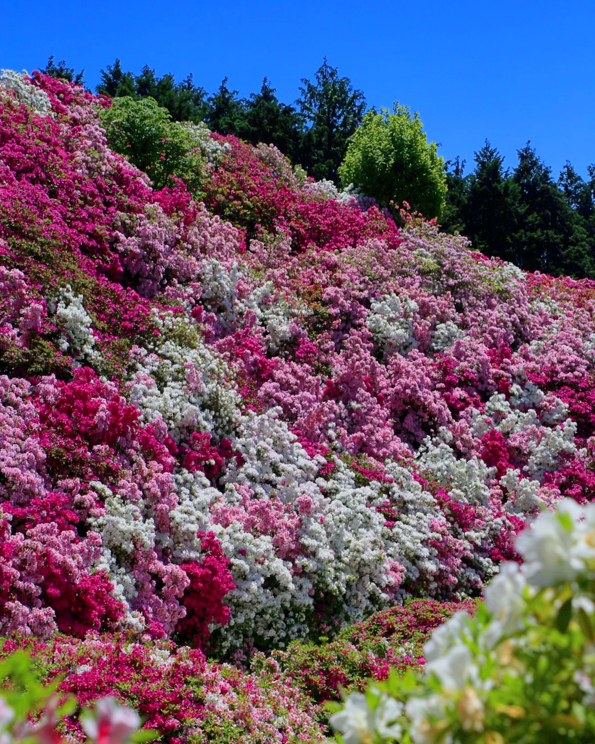 京都もよう Kyoto Moyou En Twitter 京都 三室戸寺 ツツジ 満開 色とりどりで夢みたい 05 07撮影 ツツジ つつじ 躑躅 三室戸寺 三室戸寺のツツジ ツツジの花 ツツジの名所 ツツジの季節 はな