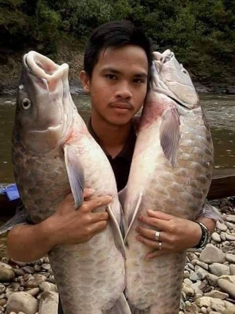Tok_Tek's tweet photo. Ikan Empurau. Hanya boleh dapat di Sarawak, Malaysia.
Harga ikan boleh cecah RM 950 per kg.
Tengok saja senyuman mereka, ketahuan sudah mereka dapat durian runtuh.
Brader tu badan punyalah sado... https://t.co/Jsw7LZA88z