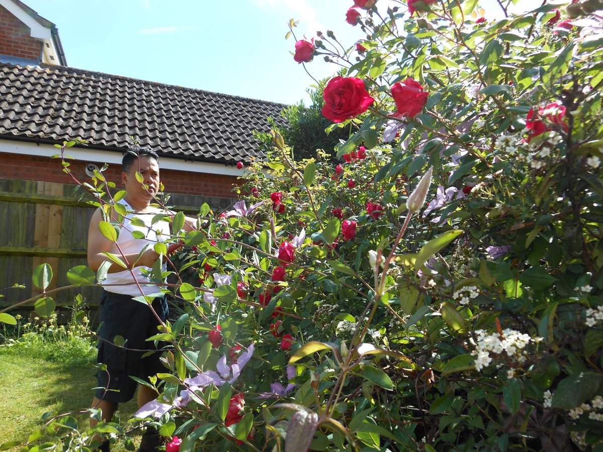 Keeping our garden flourishing during lockdown 🌺 Lovely weather and well exposed to the sun 🌞 to keep the virus away (Myth and no evidence) Stolen shot by Eva 🥰