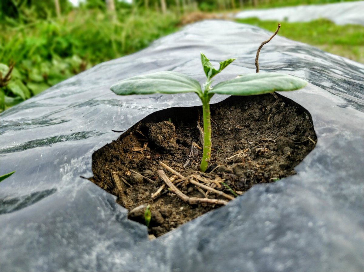 Discovery of agriculture was the first step towards civilization🌿