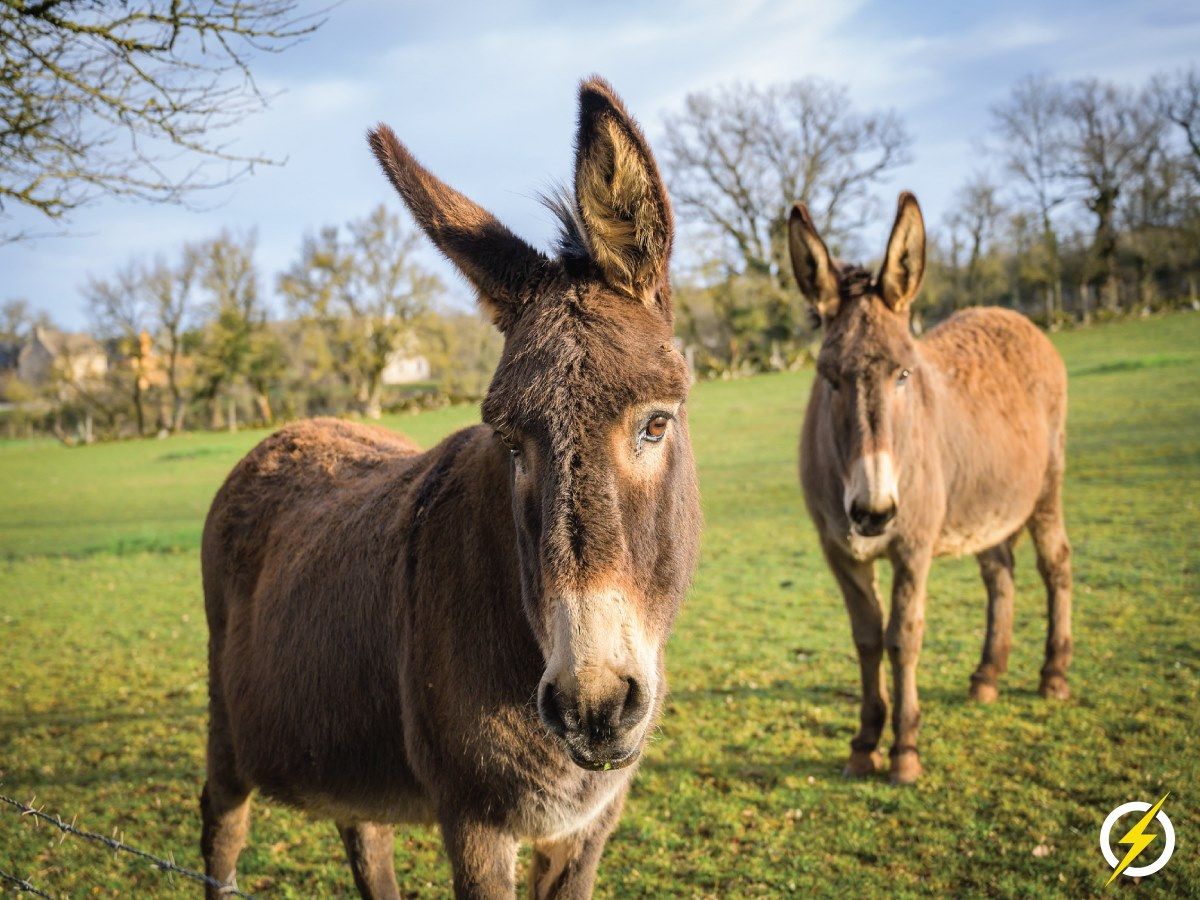 PowerfieldsTwit's tweet image. Happy National Donkey Day!
#Powerfields