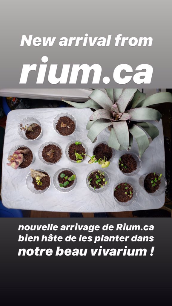 Constrictologie's tweet photo. Plant shippment from https://t.co/mTuNKLMBuz #plants #exotic #terrarium #vivarium #shippment #rium #dartfrogs #extendlockdown #Project #time #plant #bioactive #amphibian https://t.co/8cNKAbf2Dq