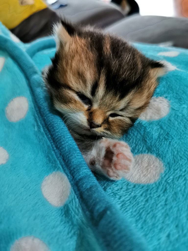 _natandcats's tweet photo. Sleeping time😴🧸🐈
#natandcats #twitterweek https://t.co/4E0gyte6q3
