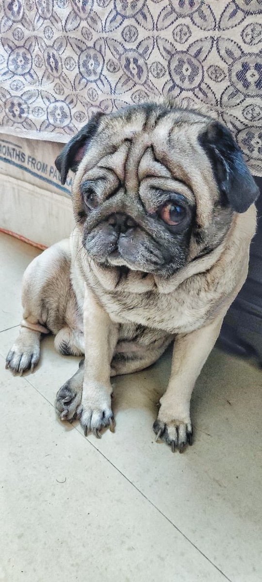 dactarnee's tweet photo. The face my roommate makes when I say, "I have a night shift to attend. It's okay if we go for a walk tomorrow morning instead!?"

aka : disappointment 

#pugsnotdrugs 
#petsduringlockdown https://t.co/TOvsm3okH3